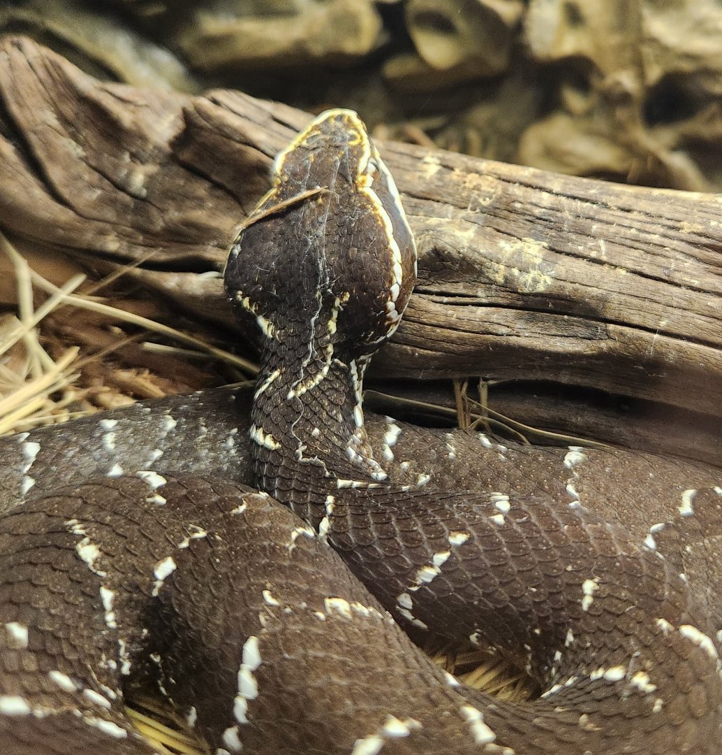 RDC - Agkistrodon bilineatus