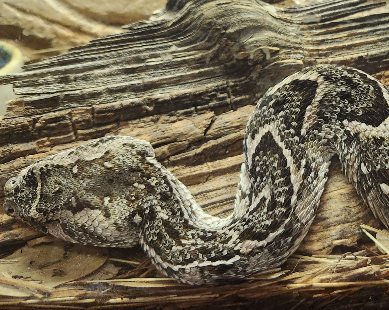 RDC - Bitis arietans