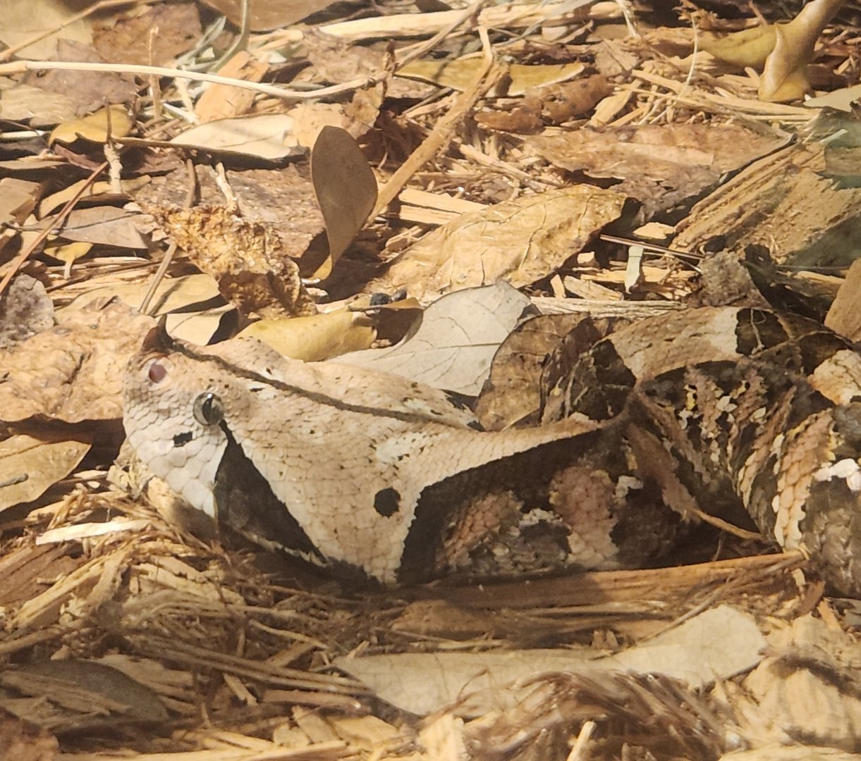 RDC - Bitis (gabonica) rhinoceros