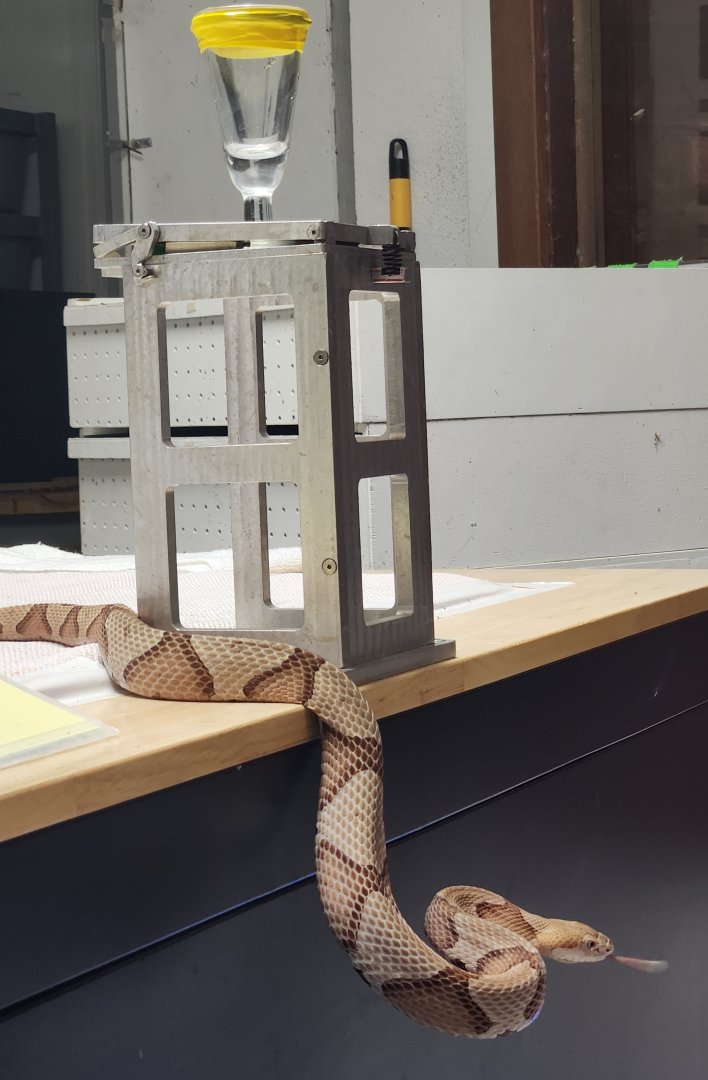 RDC - Copperhead at demonstration