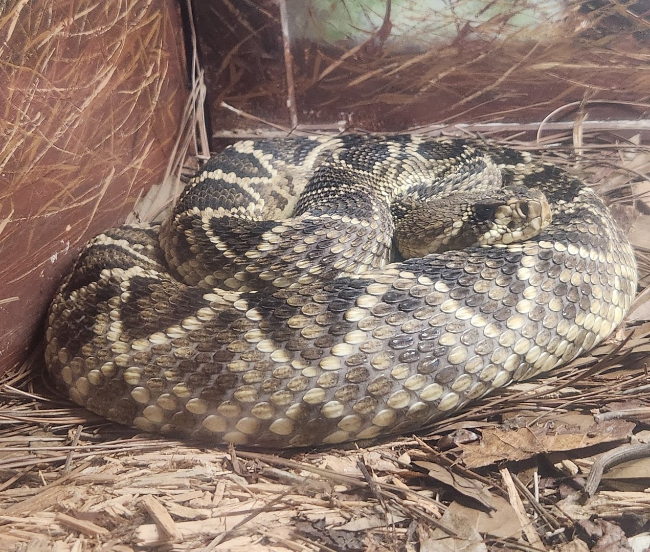 RDC - Crotalus adamanteus