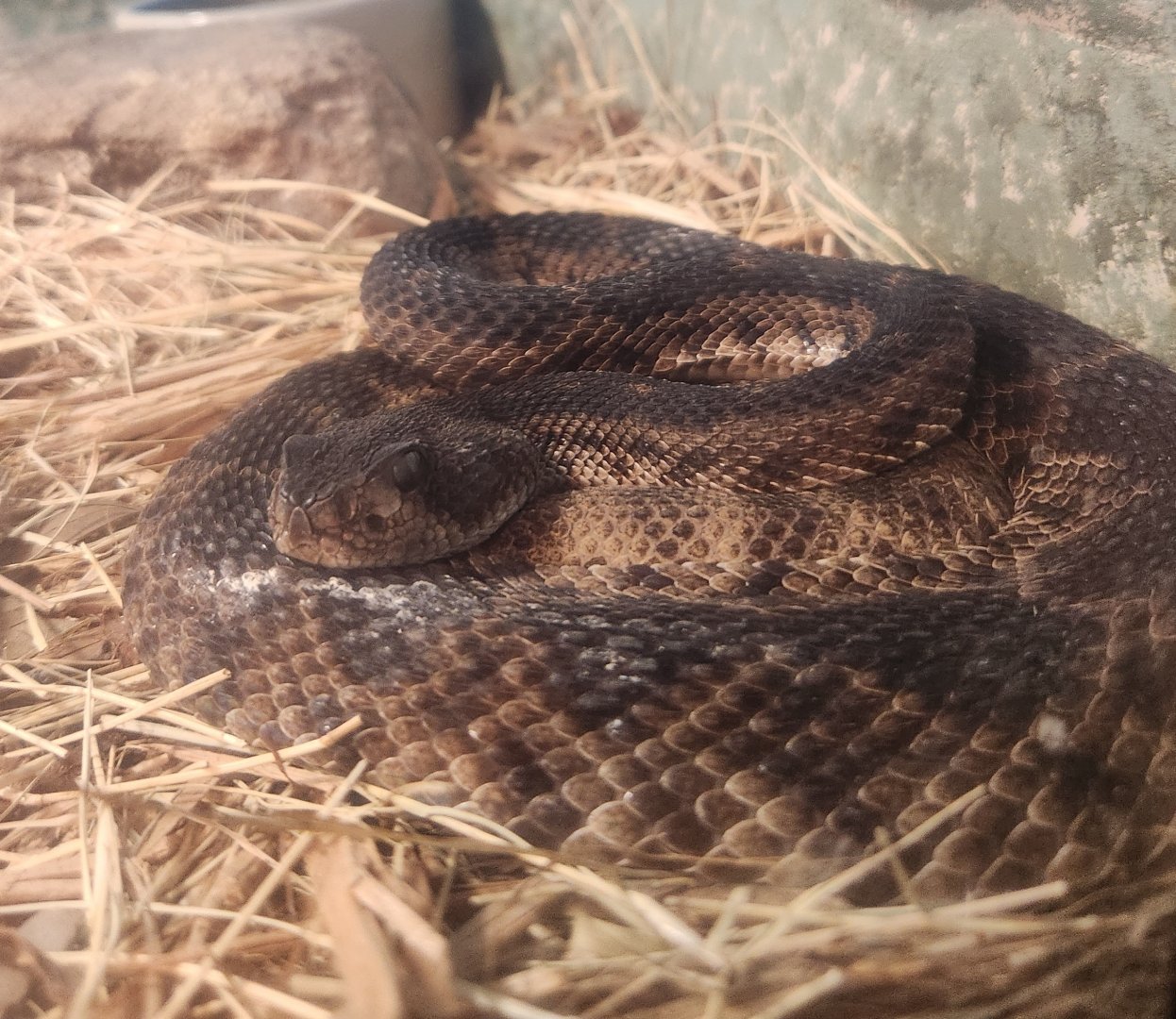 RDC - Crotalus atrox