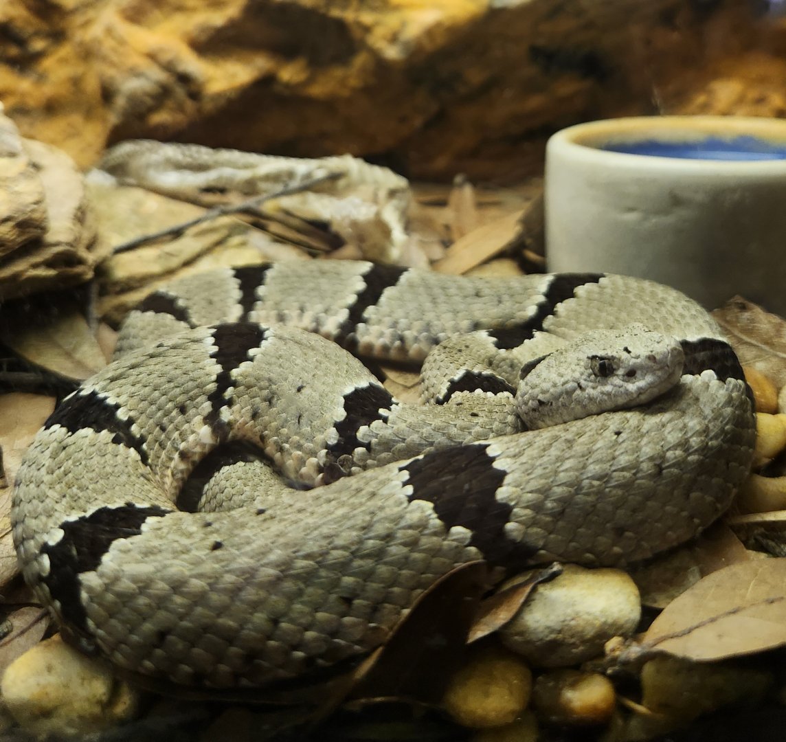 RDC - Crotalus lepidus klauberi