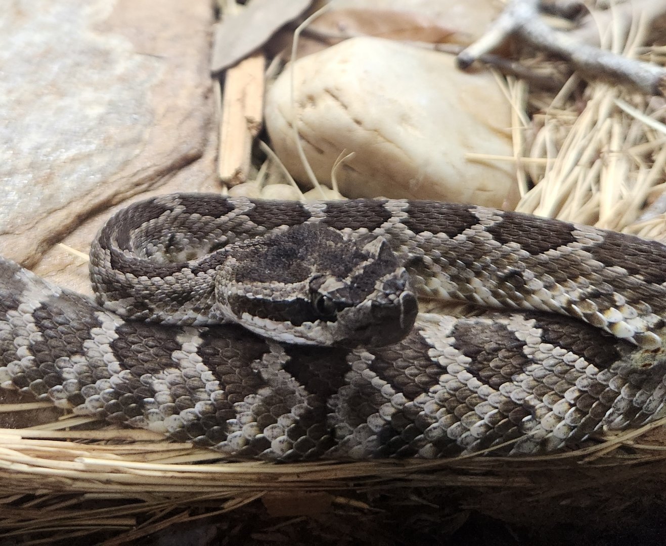 RDC - Crotalus (oreganus) helleri