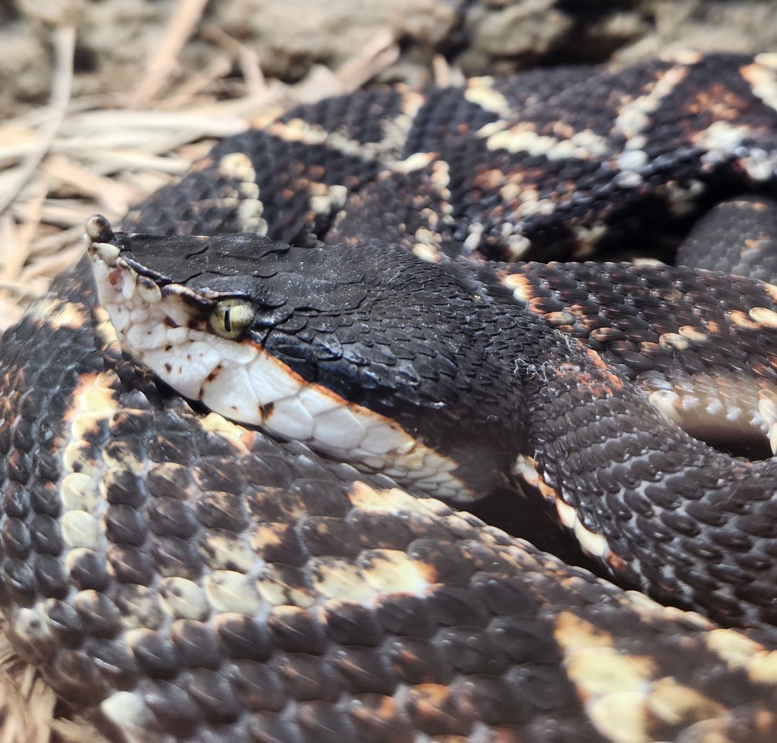 RDC - Deinagkistrodon acutus