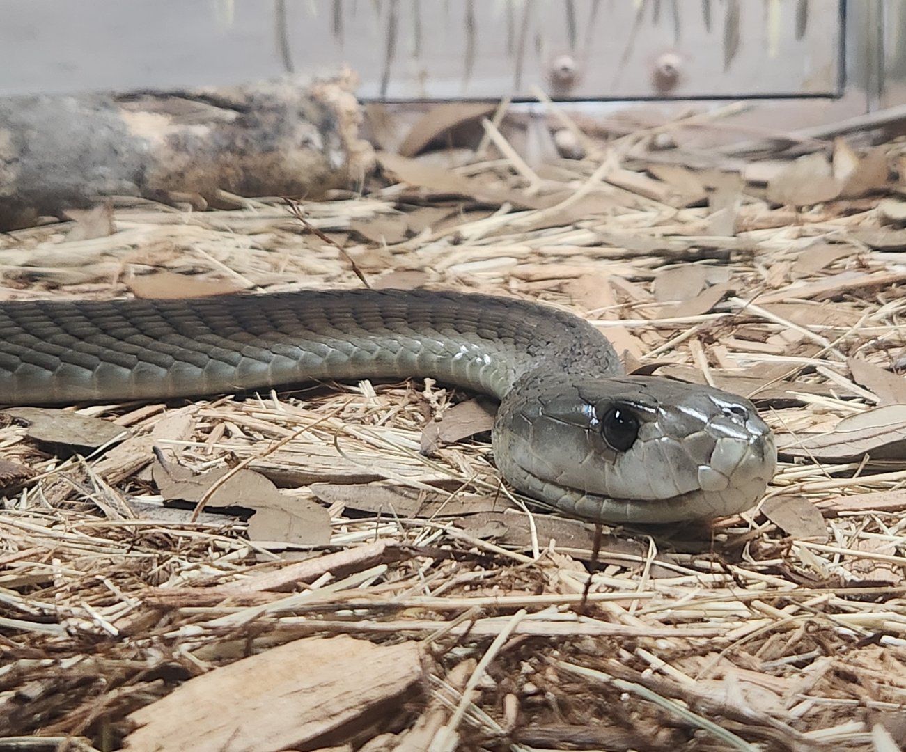 RDC - Dendroaspis polylepis