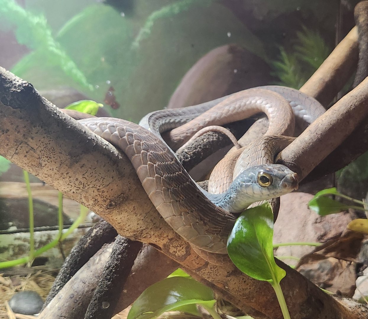 RDC - Dispholidus typus