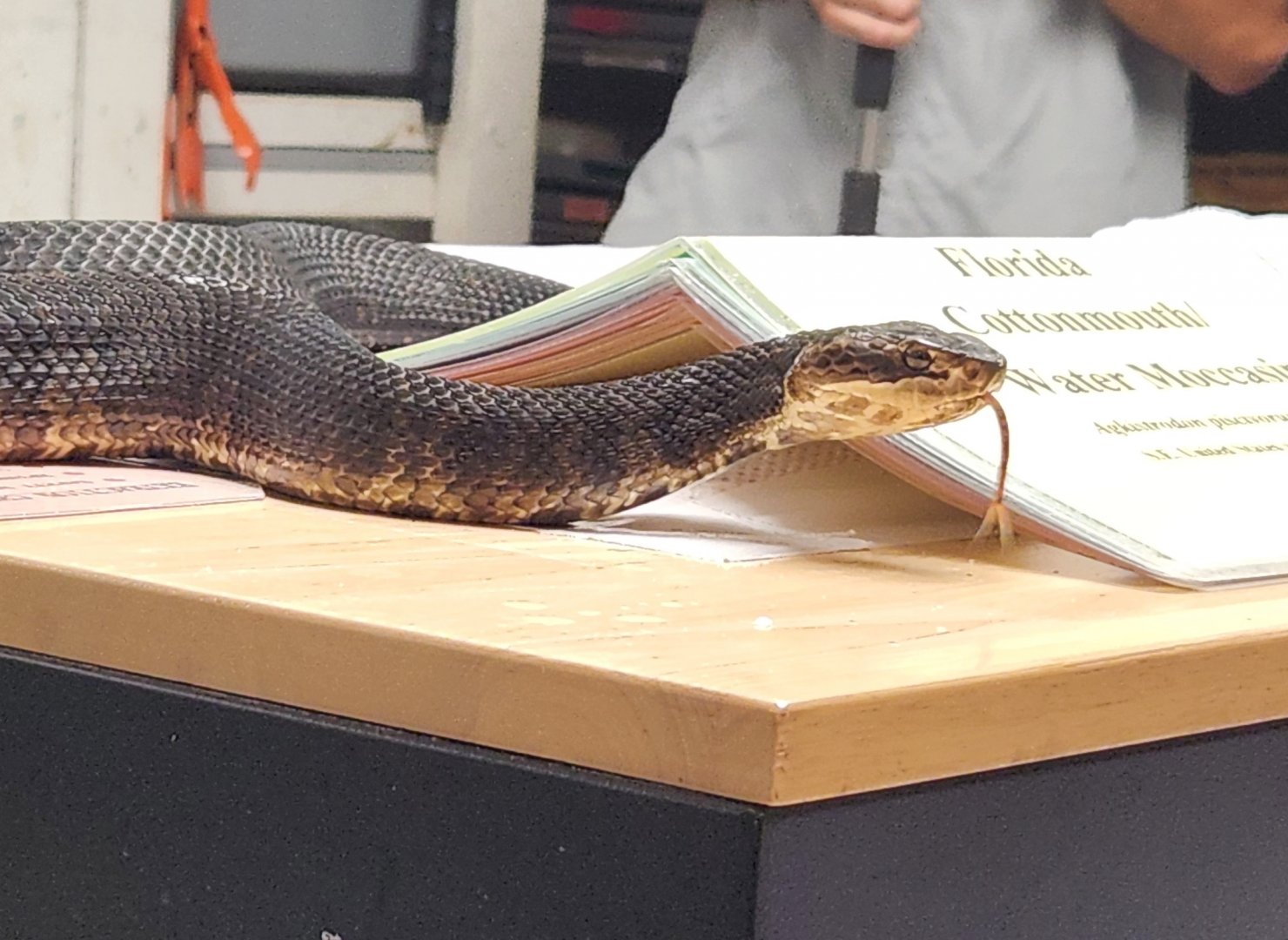 RDC - Florida Cottonmouth before extraction