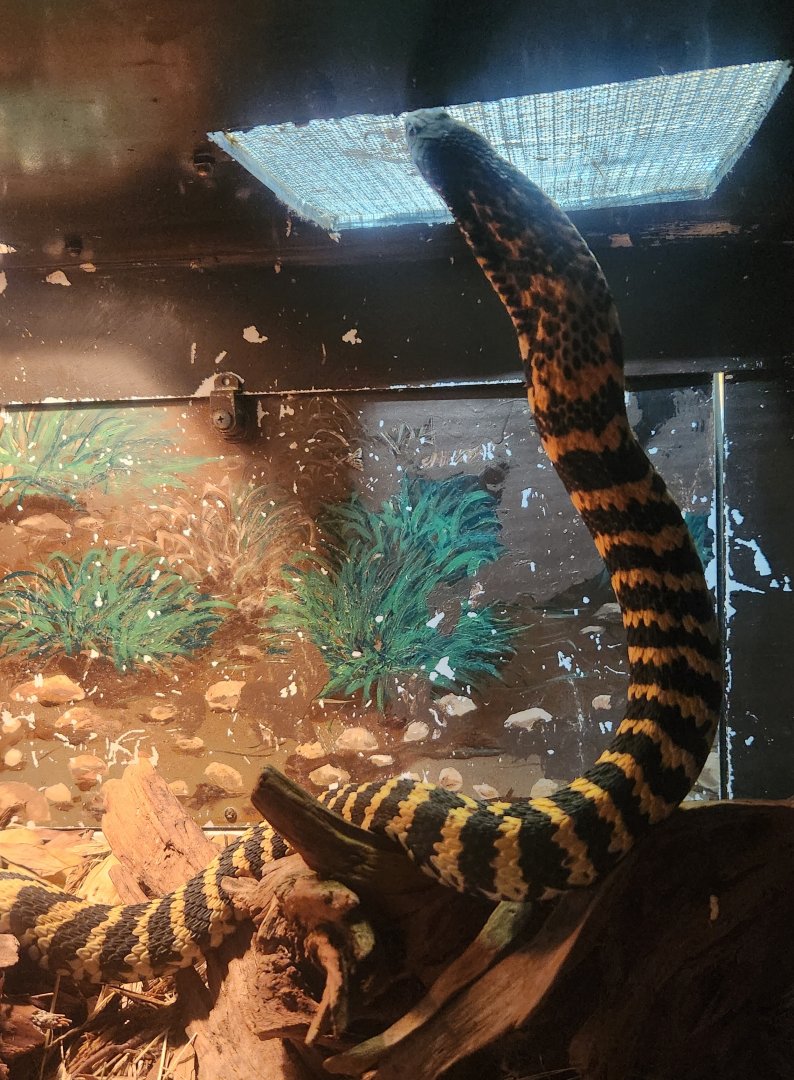 RDC - Hemachatus haemachatus