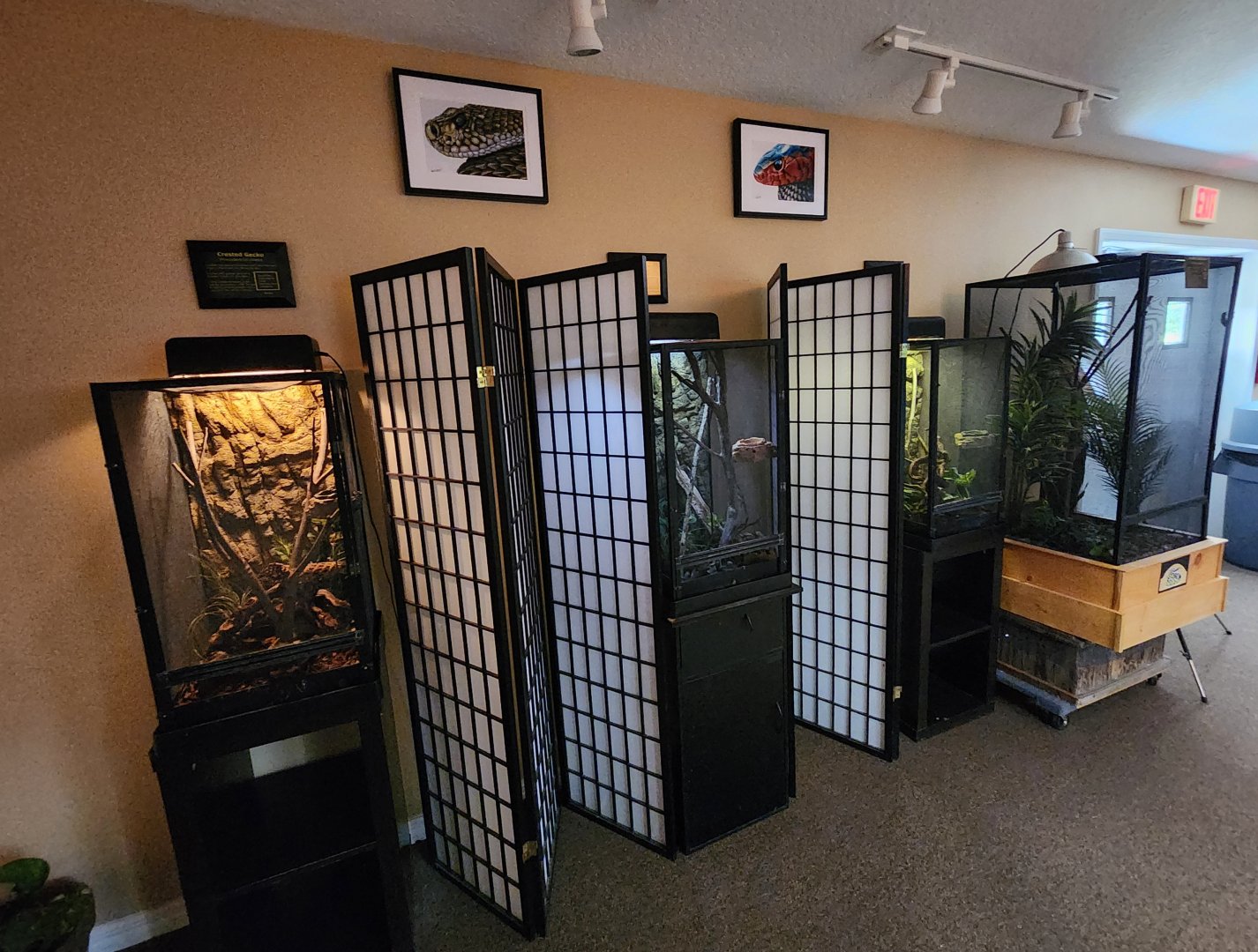 RDC - Lizard exhibits