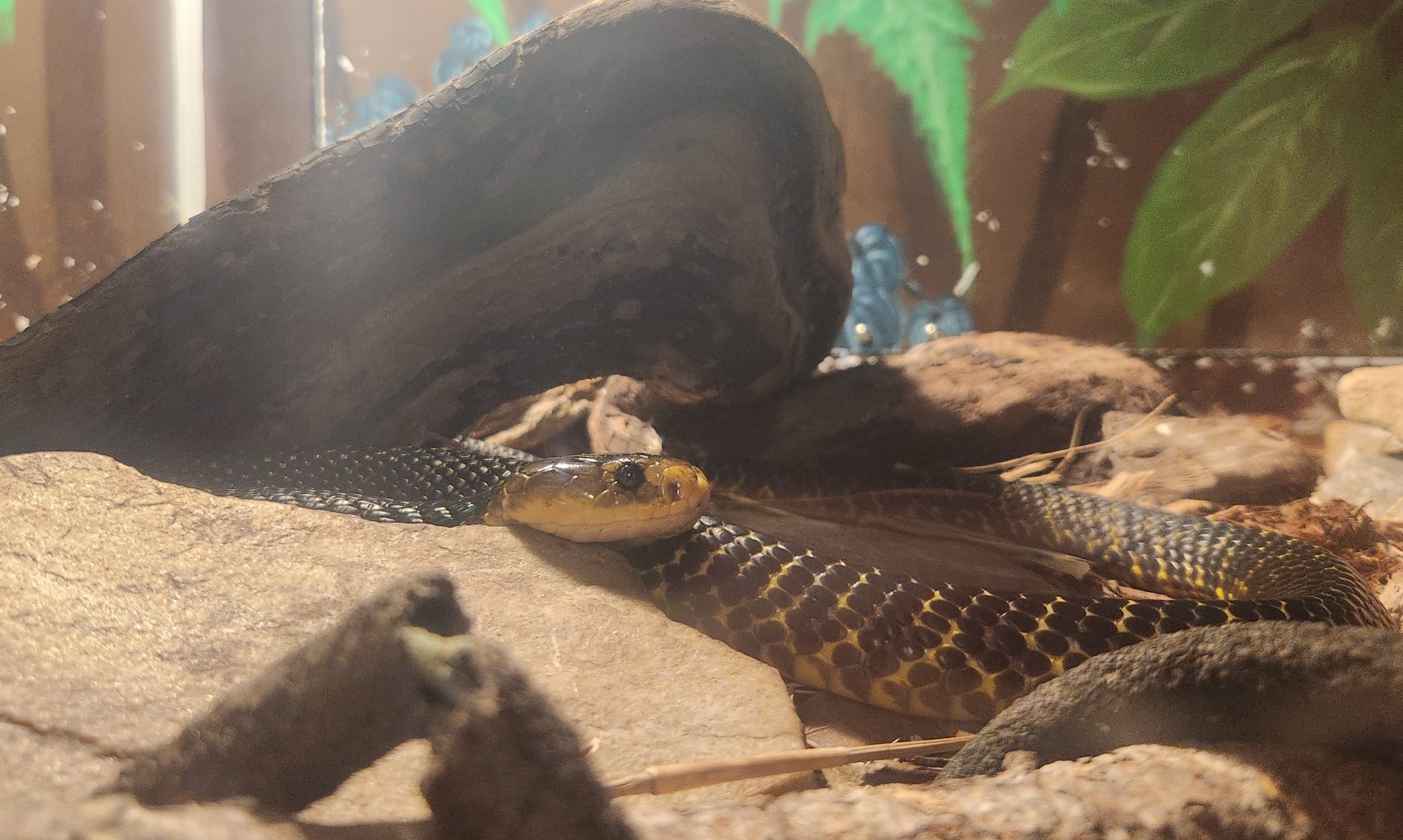 RDC - Naja samarensis