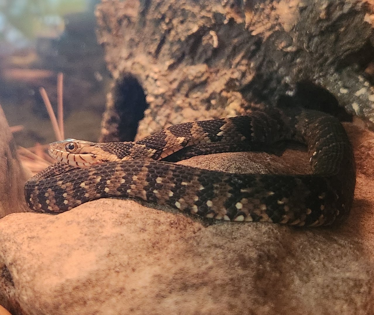 RDC - Nerodia fasciata pictiventris