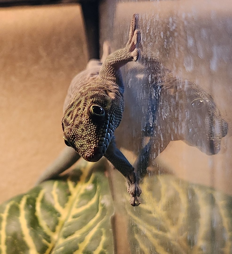 RDC - Phelsuma standingi