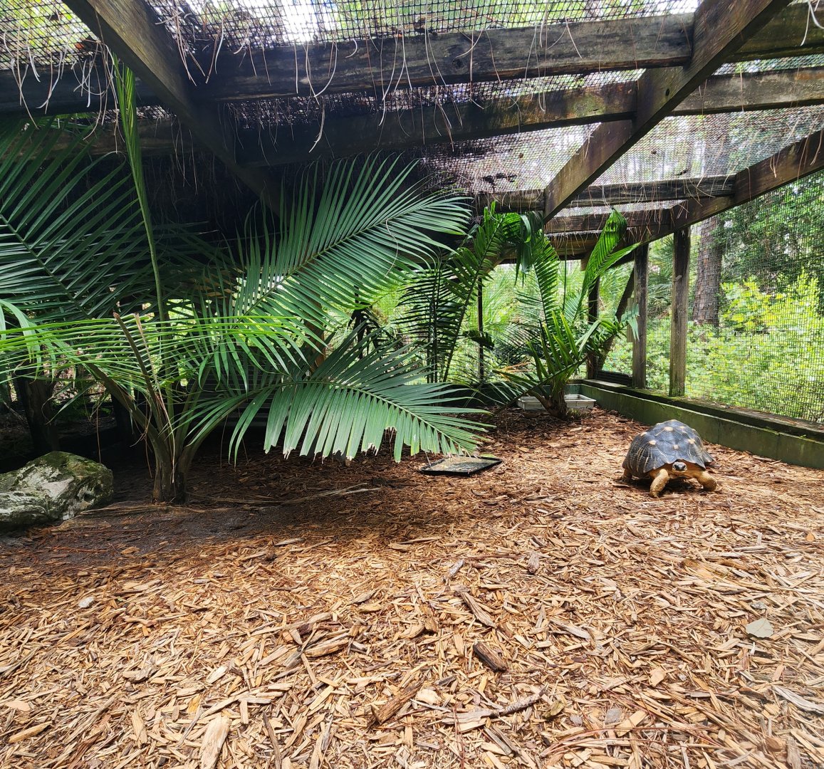 RDC - Radiated Tortoise enclosure