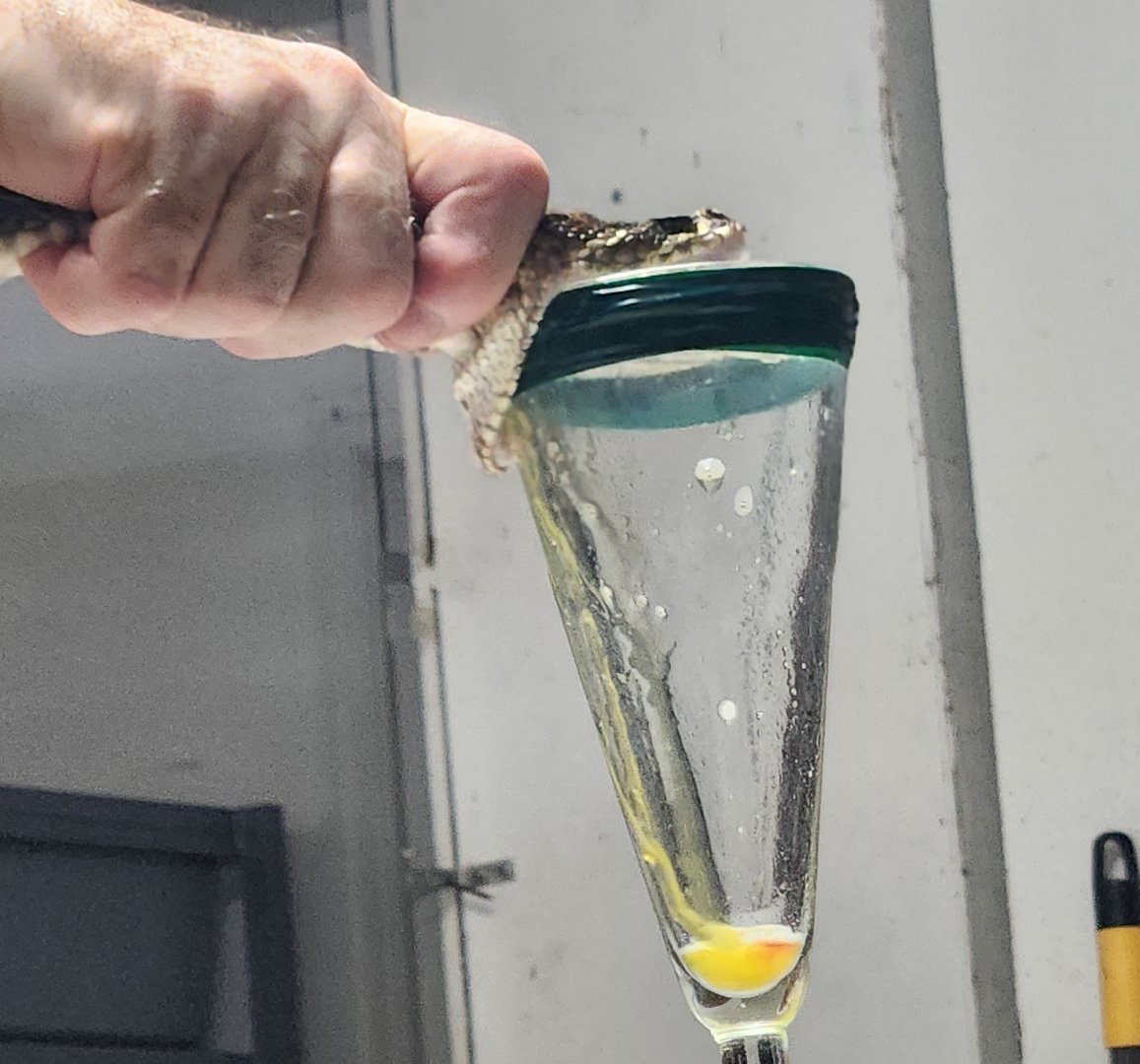 RDC - Rattlesnake venom extraction