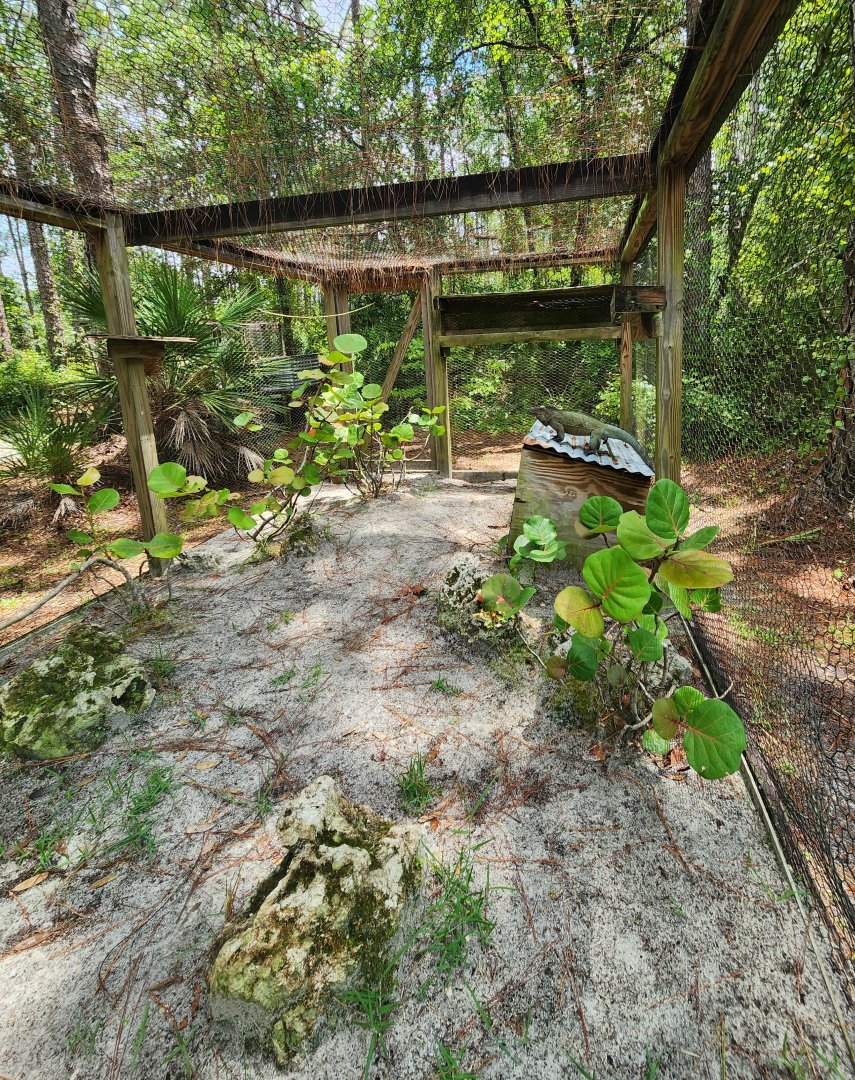 RDC - Rhinoceros Iguana exhibit
