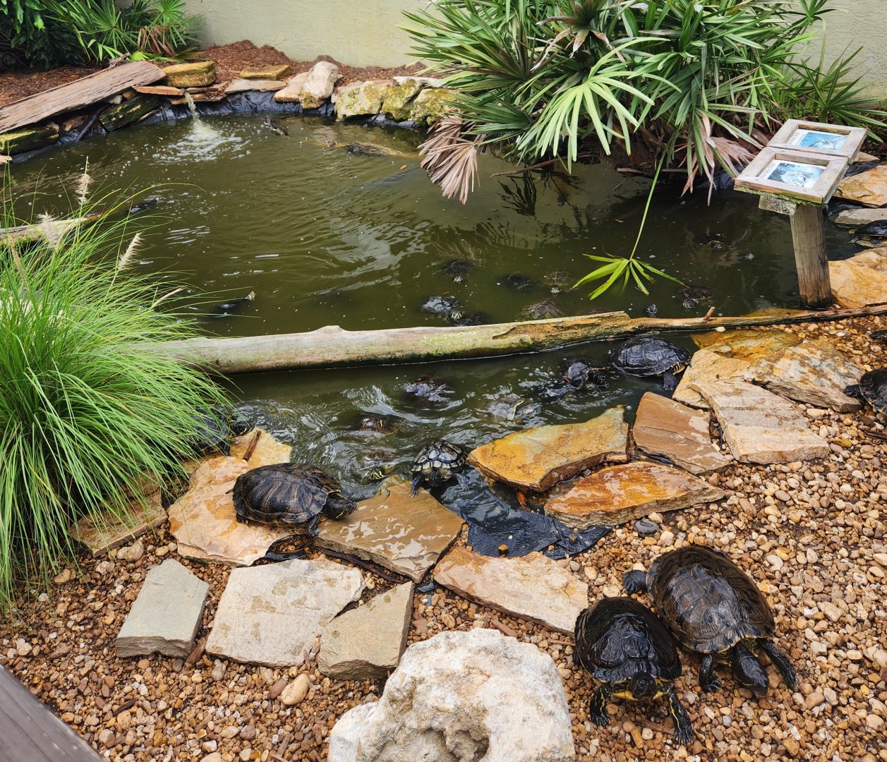 RDC - Turtle pond at entrance