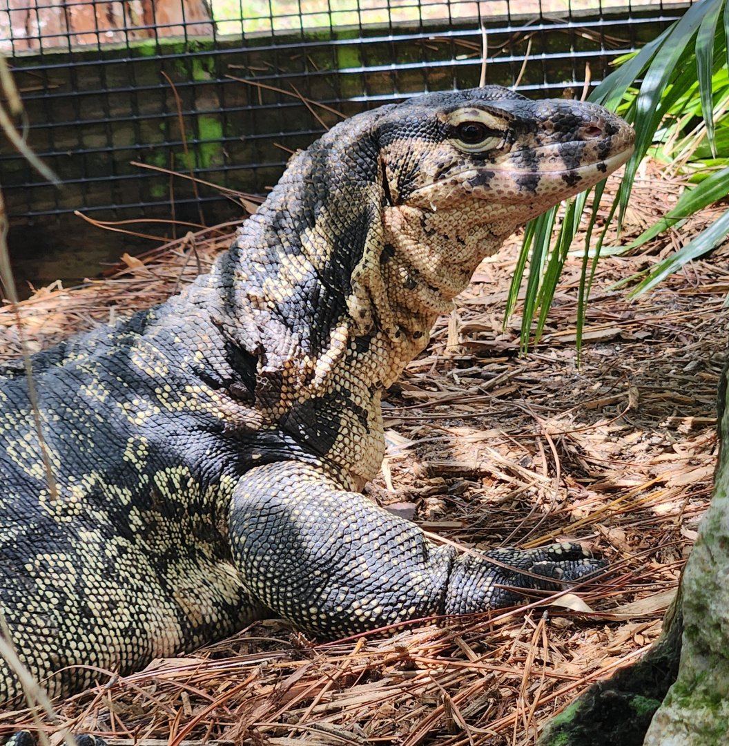 RDC - Varanus salvator