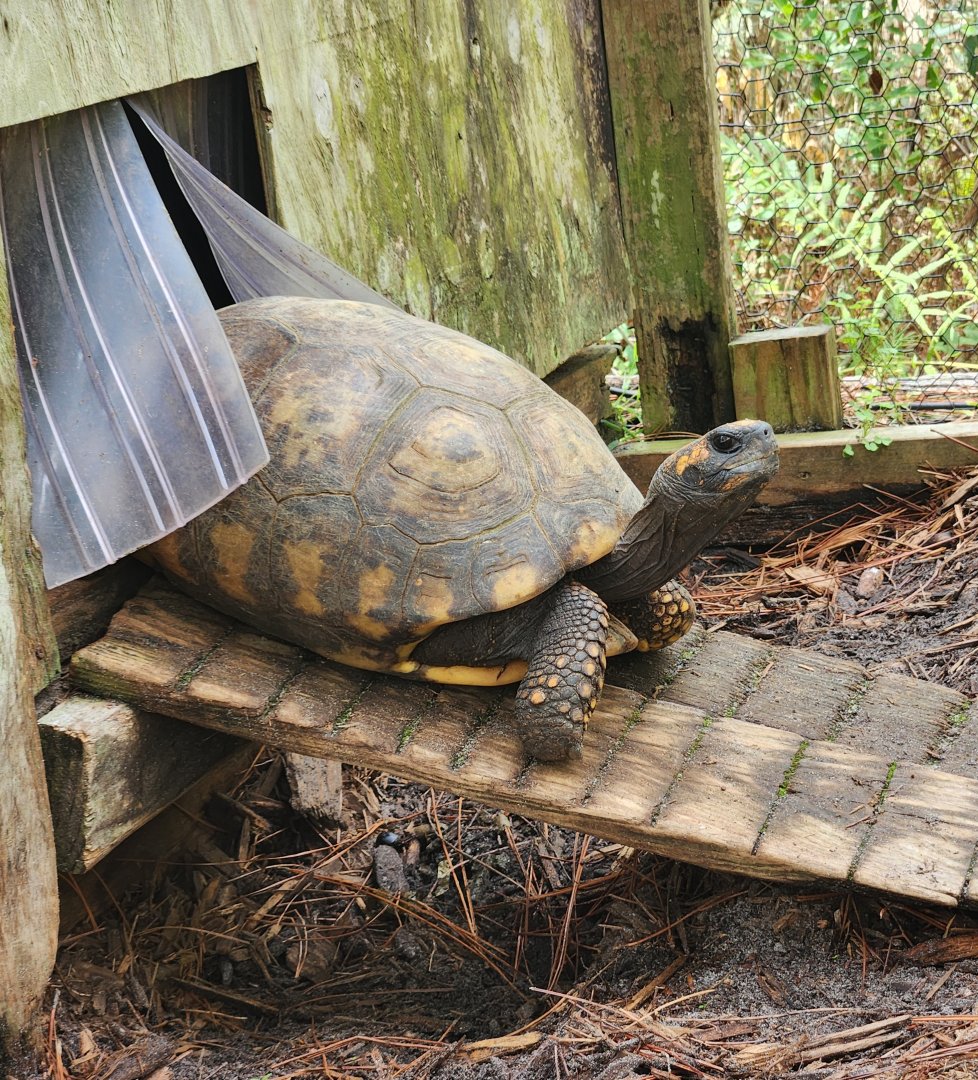 RDC - Yellow-footed Tortoise