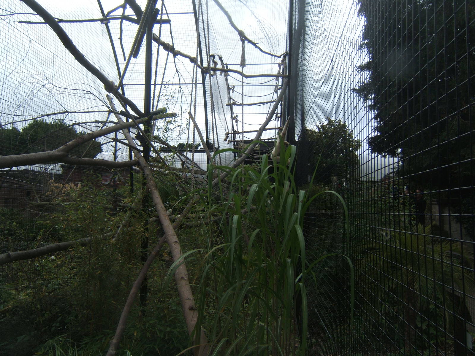 Re-built Lar Gibbon enclosure