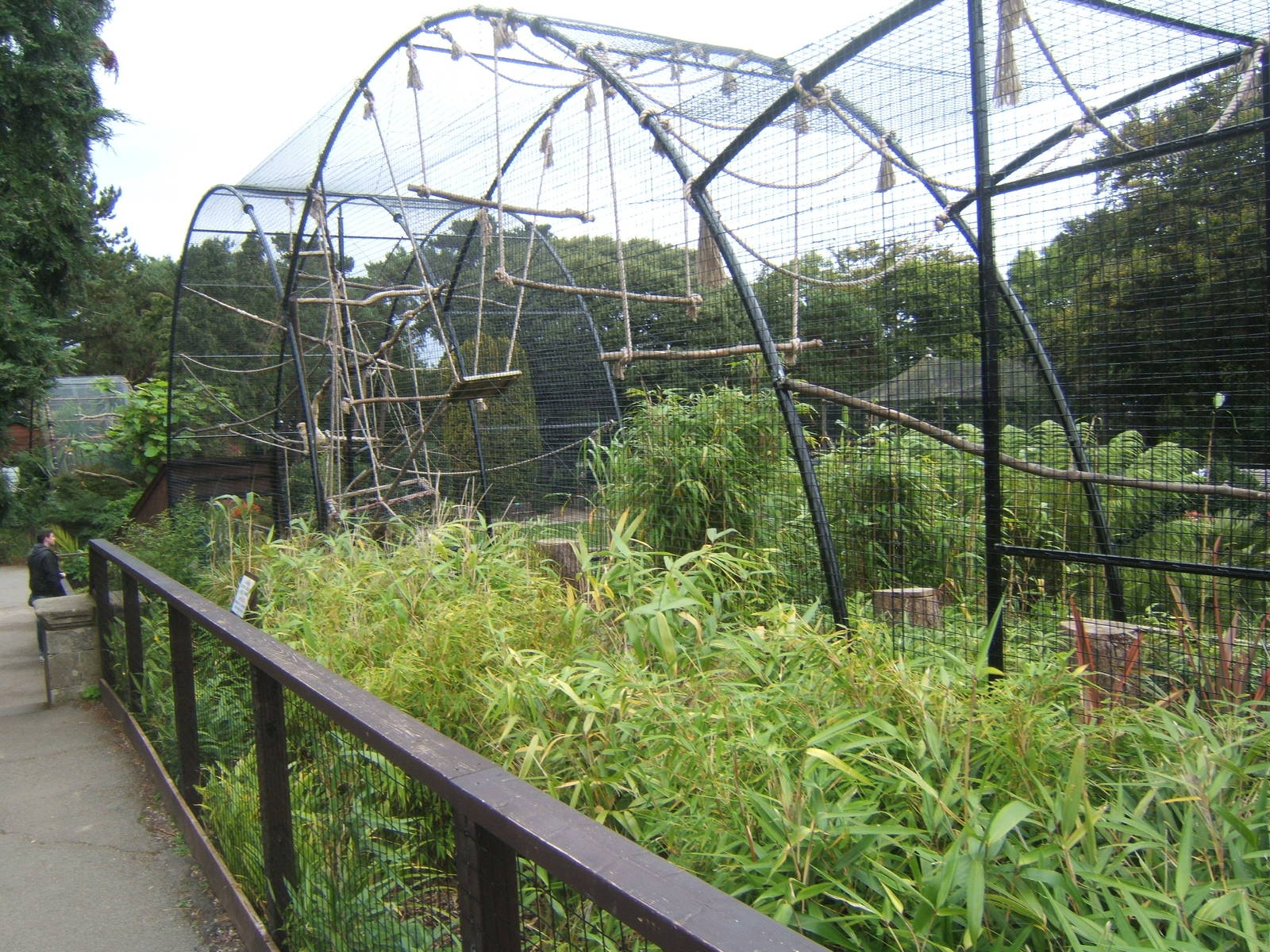 Re-built Lar Gibbon enclosure