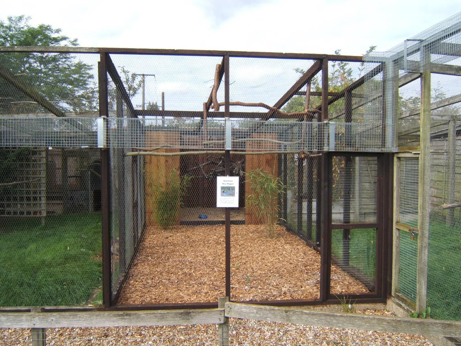 Re-built Red-billed Bluepie Aviary
