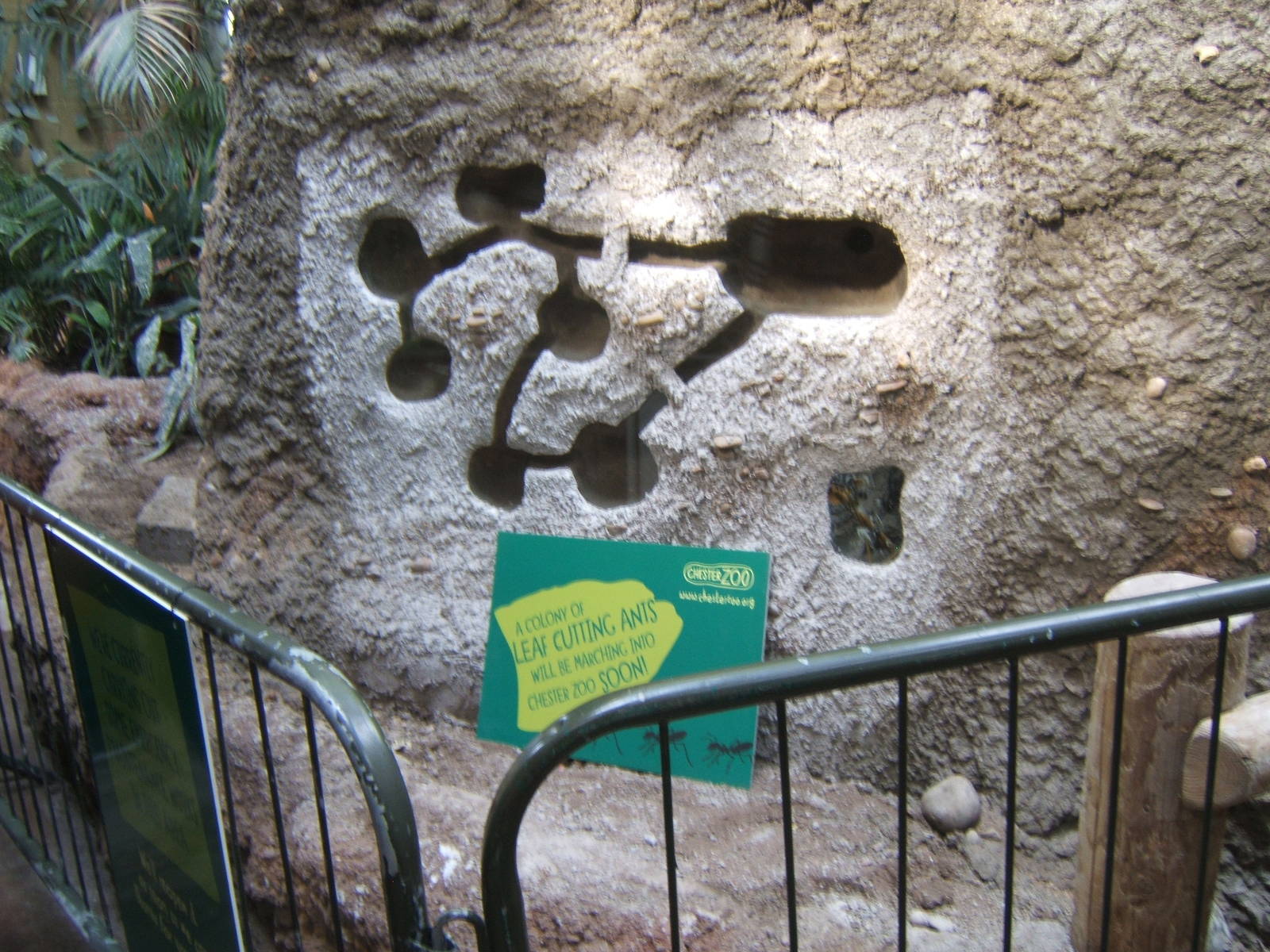 Re-designed Leaf Cutter Ant exhibit