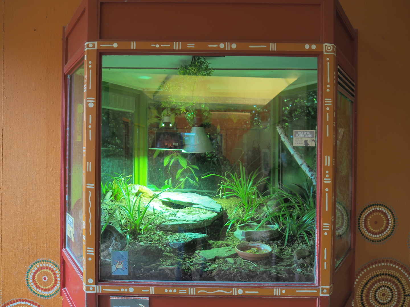 Re-done Eastern blue-tongued skink terrarium, 2021-07-03