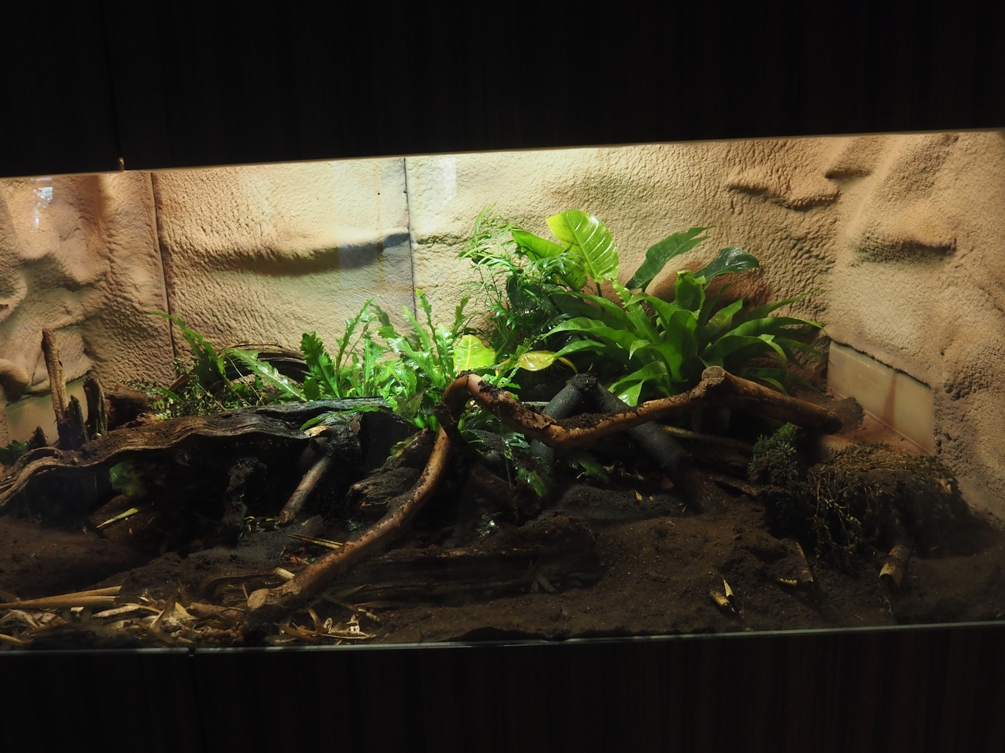 Re-done Monocled cobra terrarium, 2024-09-29