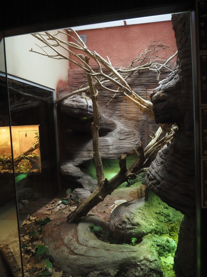 Re-done terrarium - New mixed Australian desert terrarium, 2025-11-30