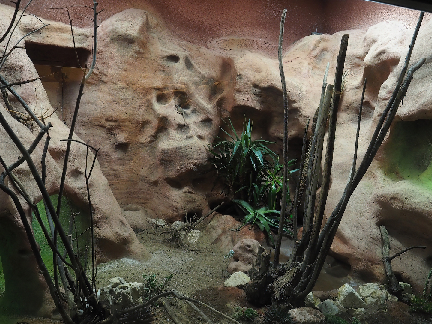 Re-done terrarium - New mixed North American desert terrarium, 2025-11-30