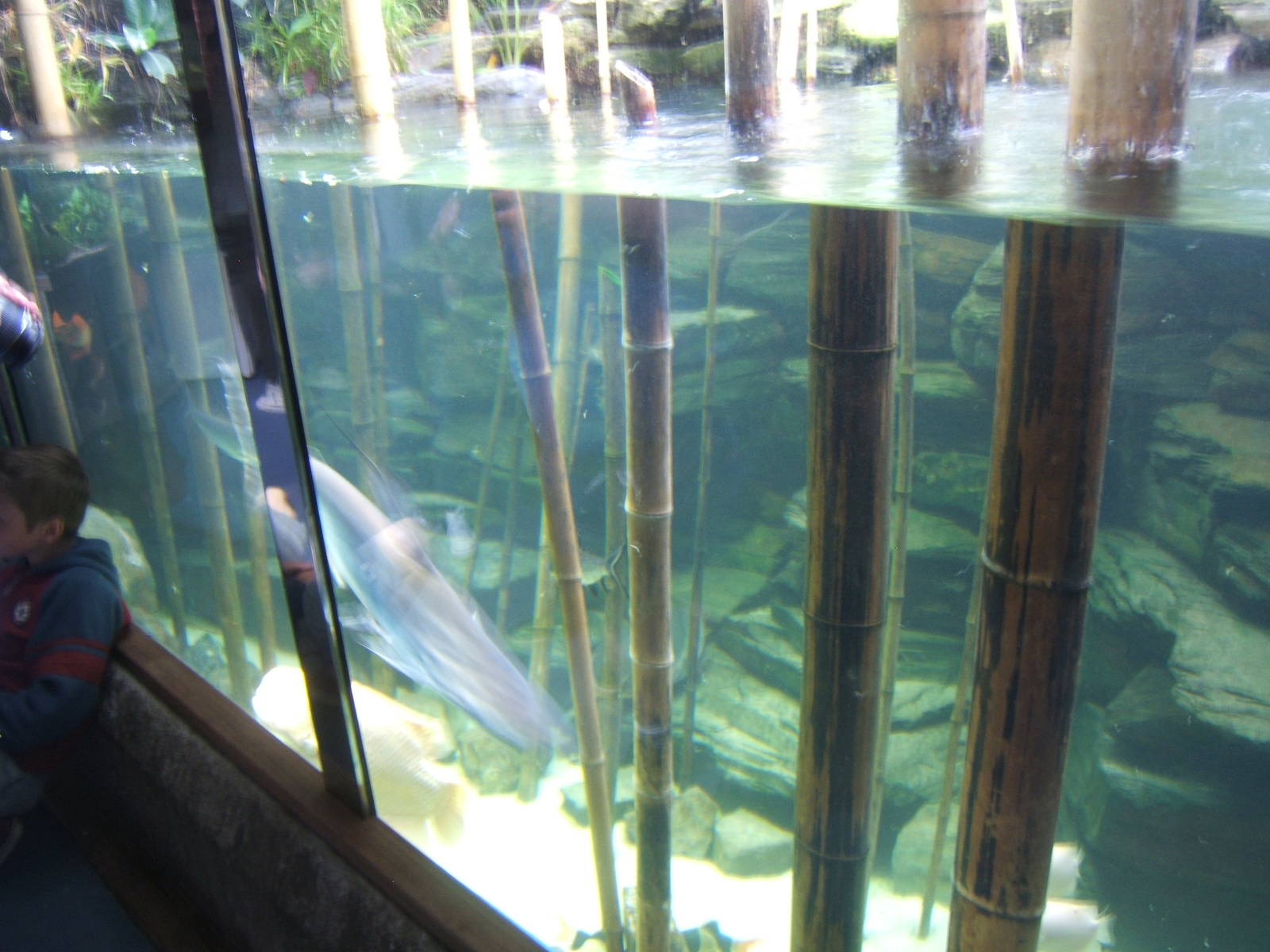 Re-furbed tank in Aquarium