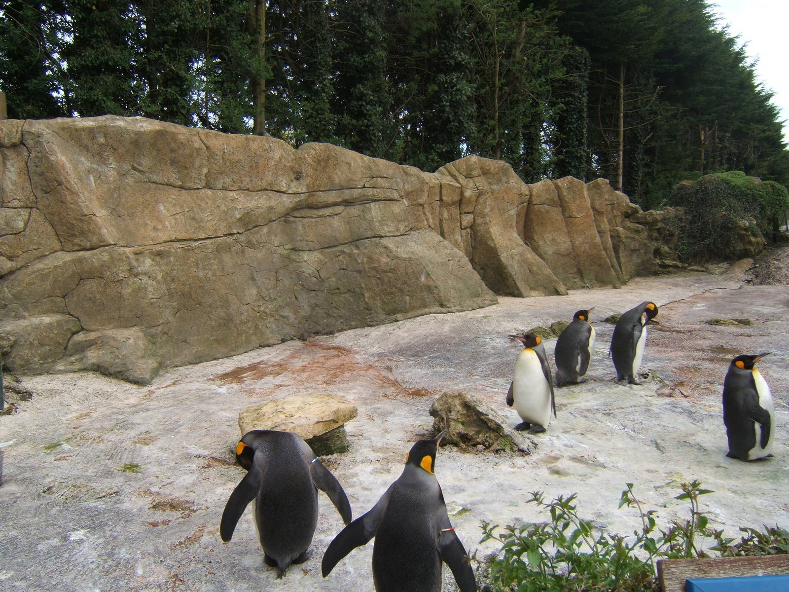 Re-landscaped Penguin enclosure