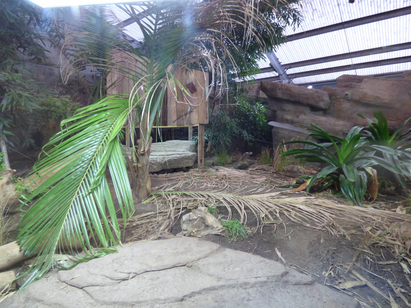 Re-planted Komodo Dragon Enclosure
