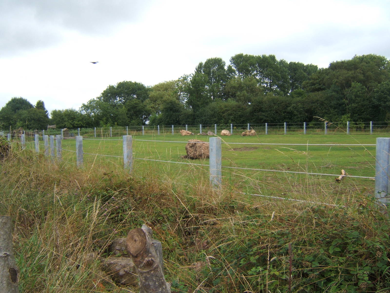 Re-styled Elephant grass paddock