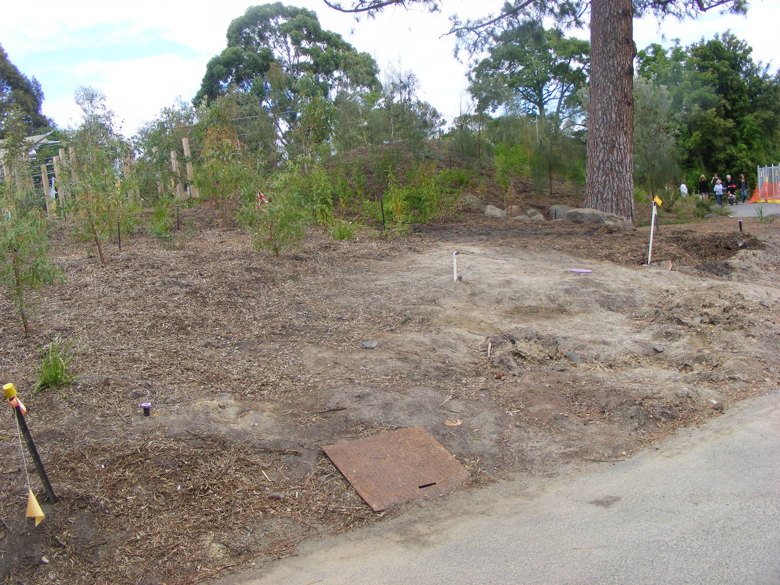 Re-vegetated Area - January, 2010
