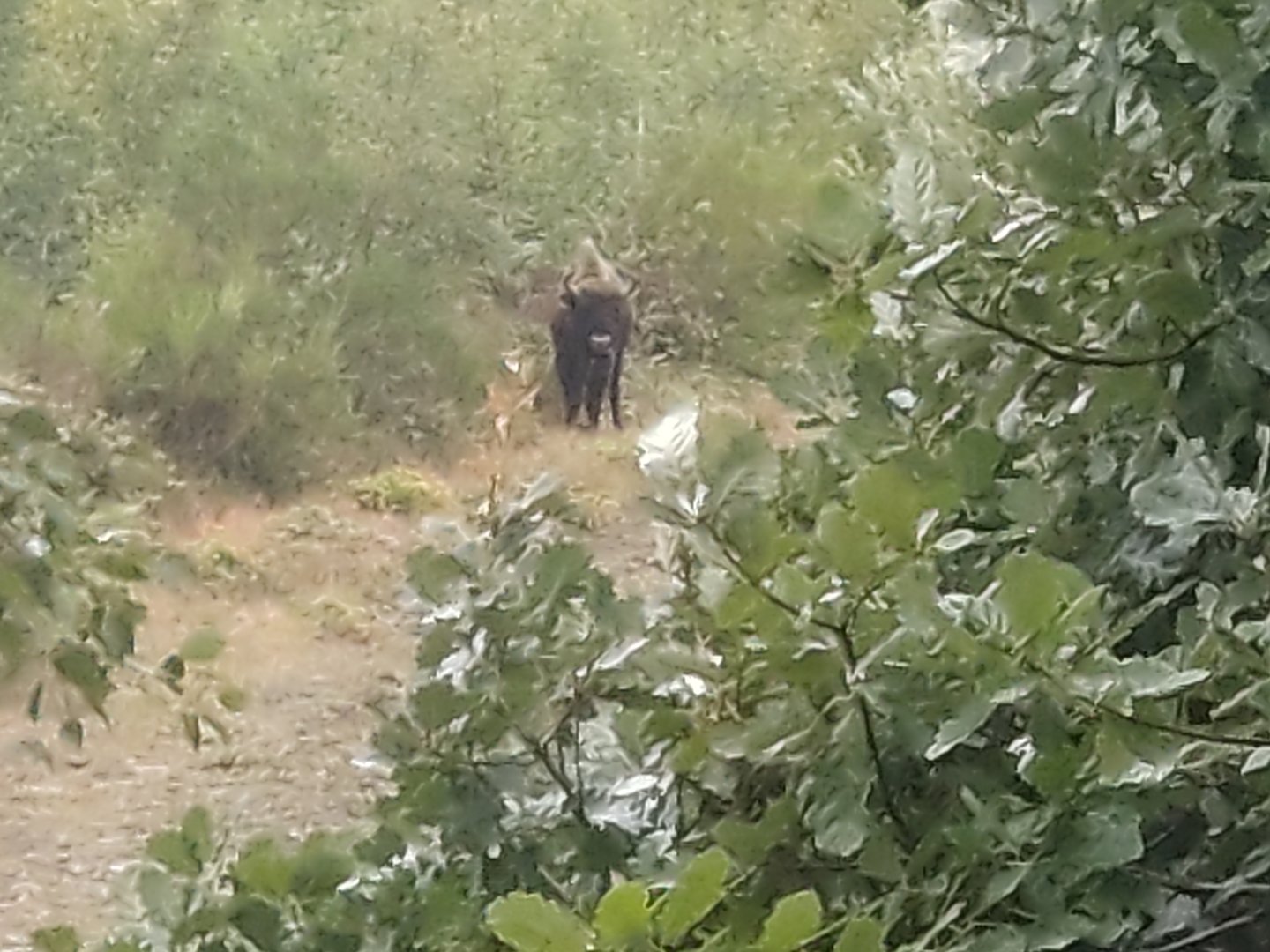 Re-wilded European Bison from lookout platform