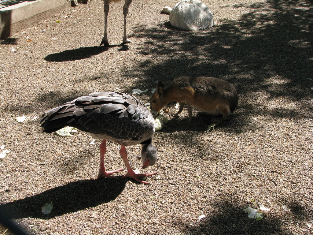 Rea, Screamer, Mara...