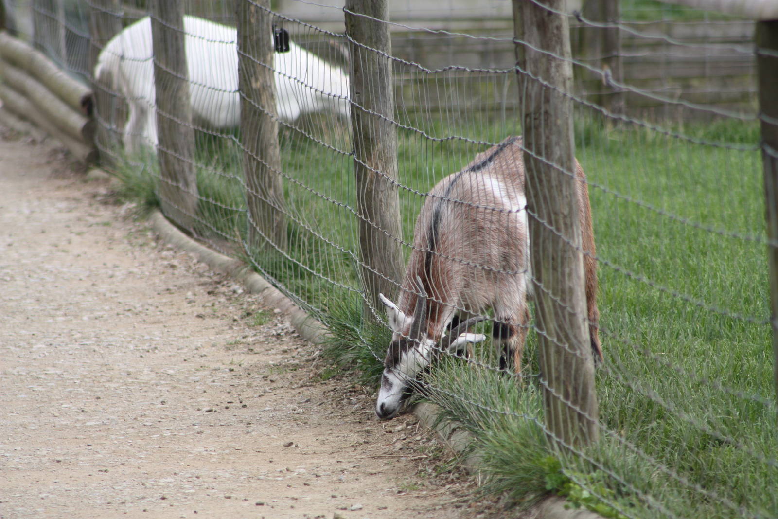 Reaching for a dropped pellet, 21st August 2014