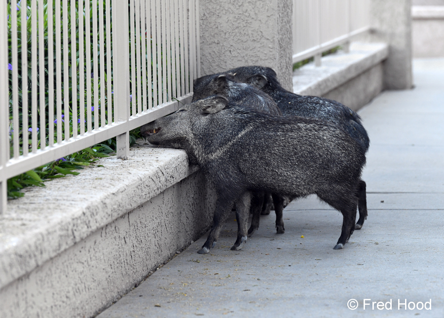 reaching for the tasty stuff