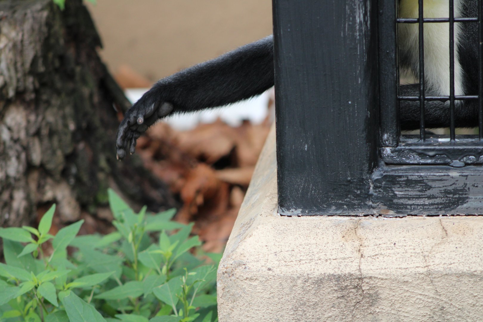 “Reaching Out” (C. diana)