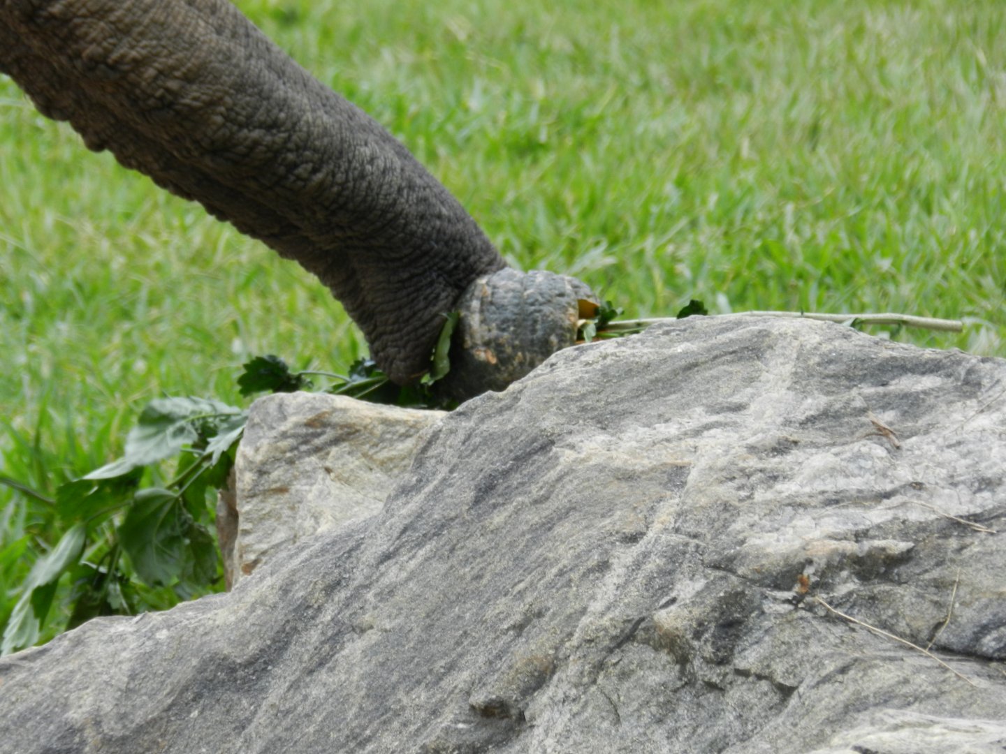 Reaching the enrichment - Belo Horizonte zoo