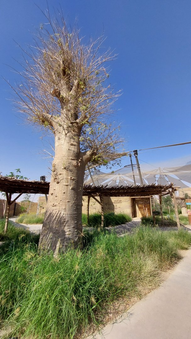 Real Baobab tree