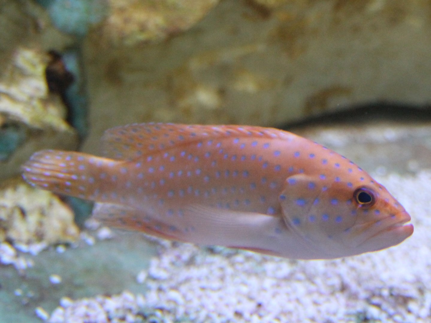 Real Coral grouper - Cephalopholis miniatus