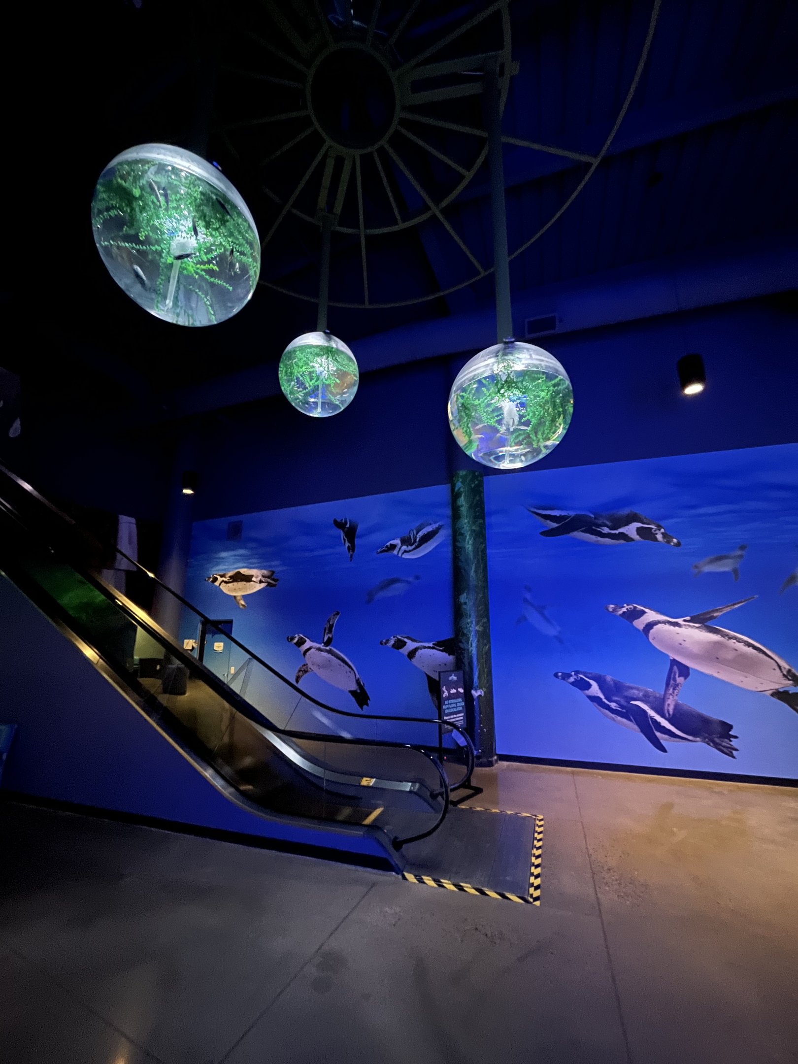 Real fish are in those globe tanks!