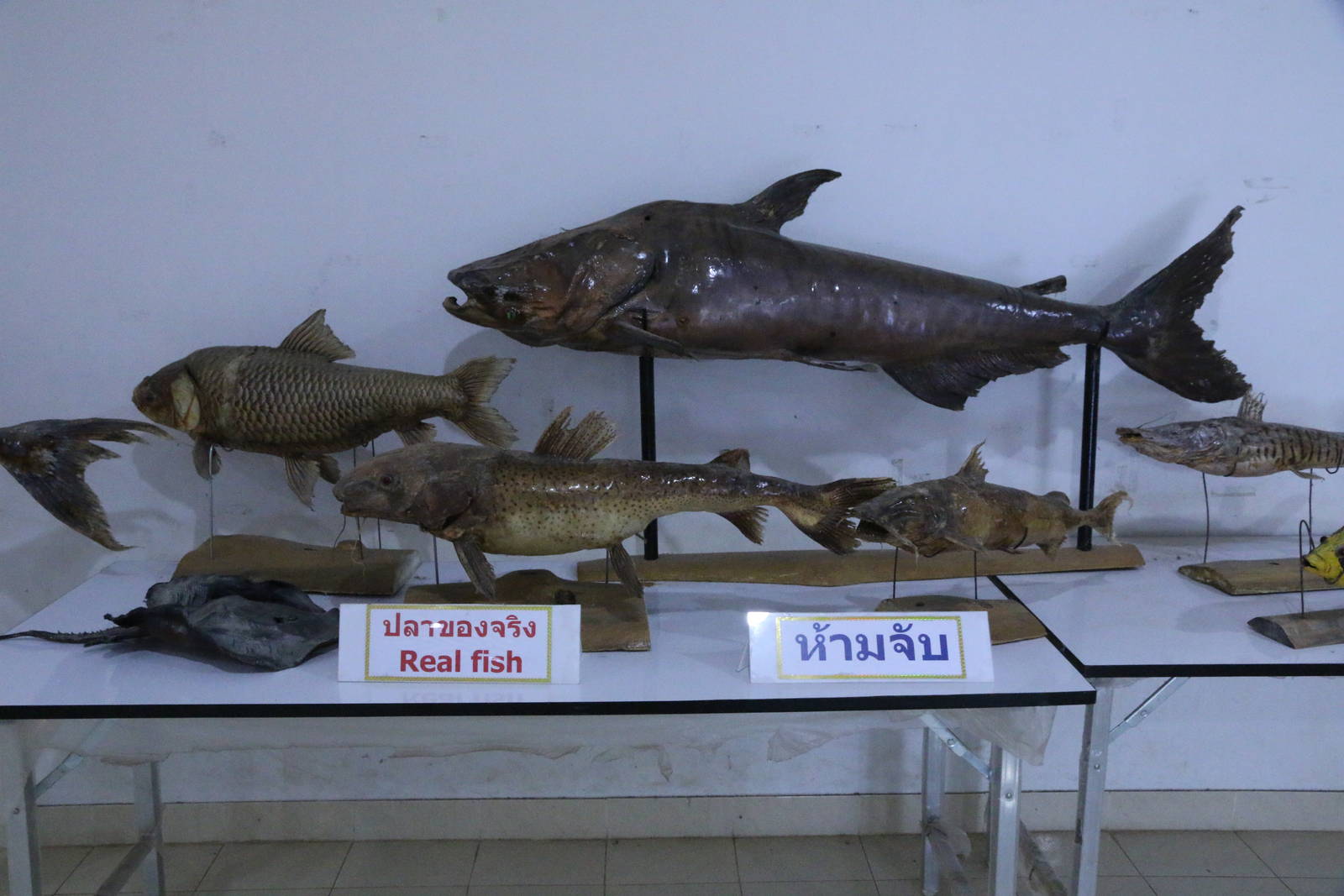 Real Fish Display