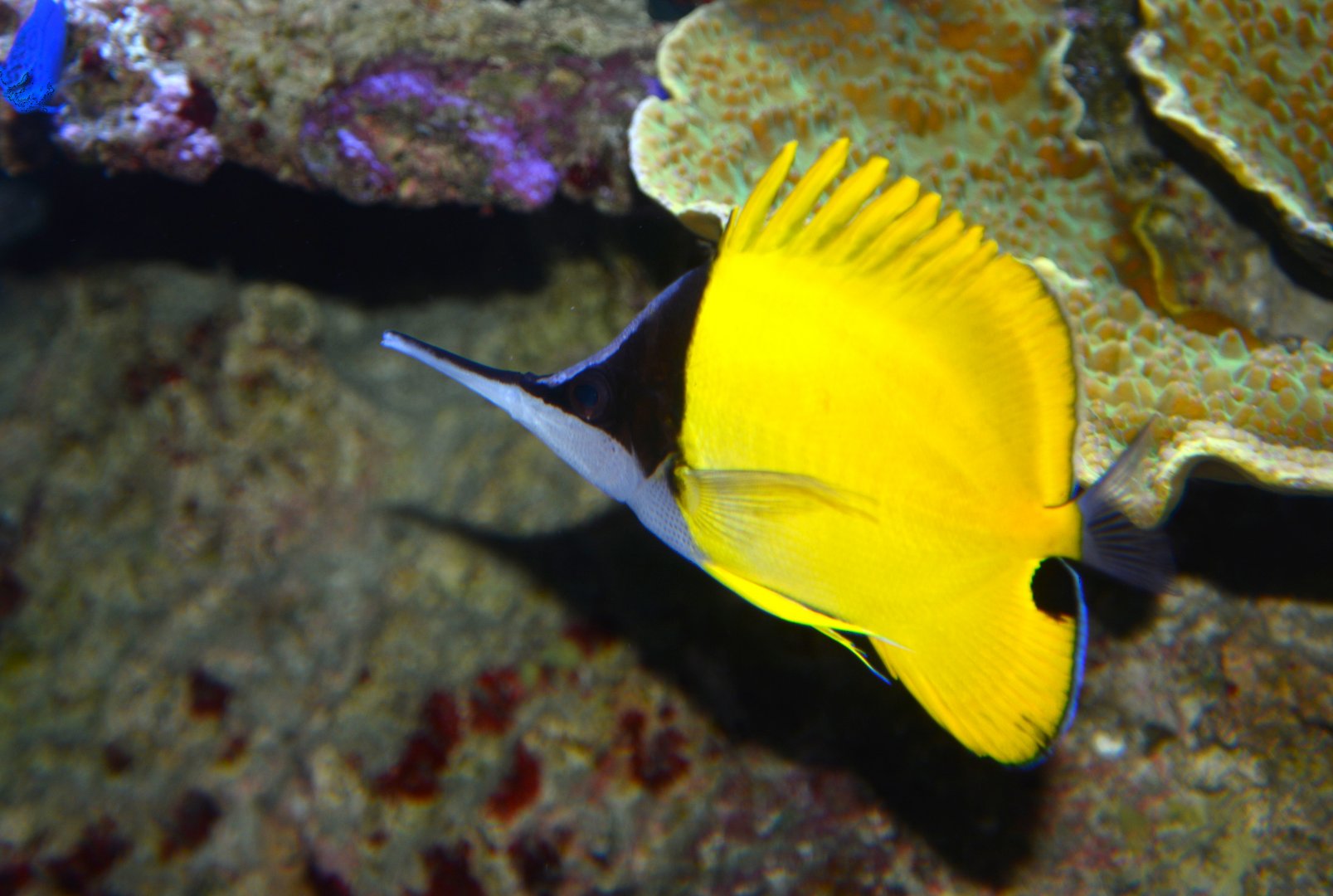 Real Longnose Butterflyfish (Forcipiger longirostris)