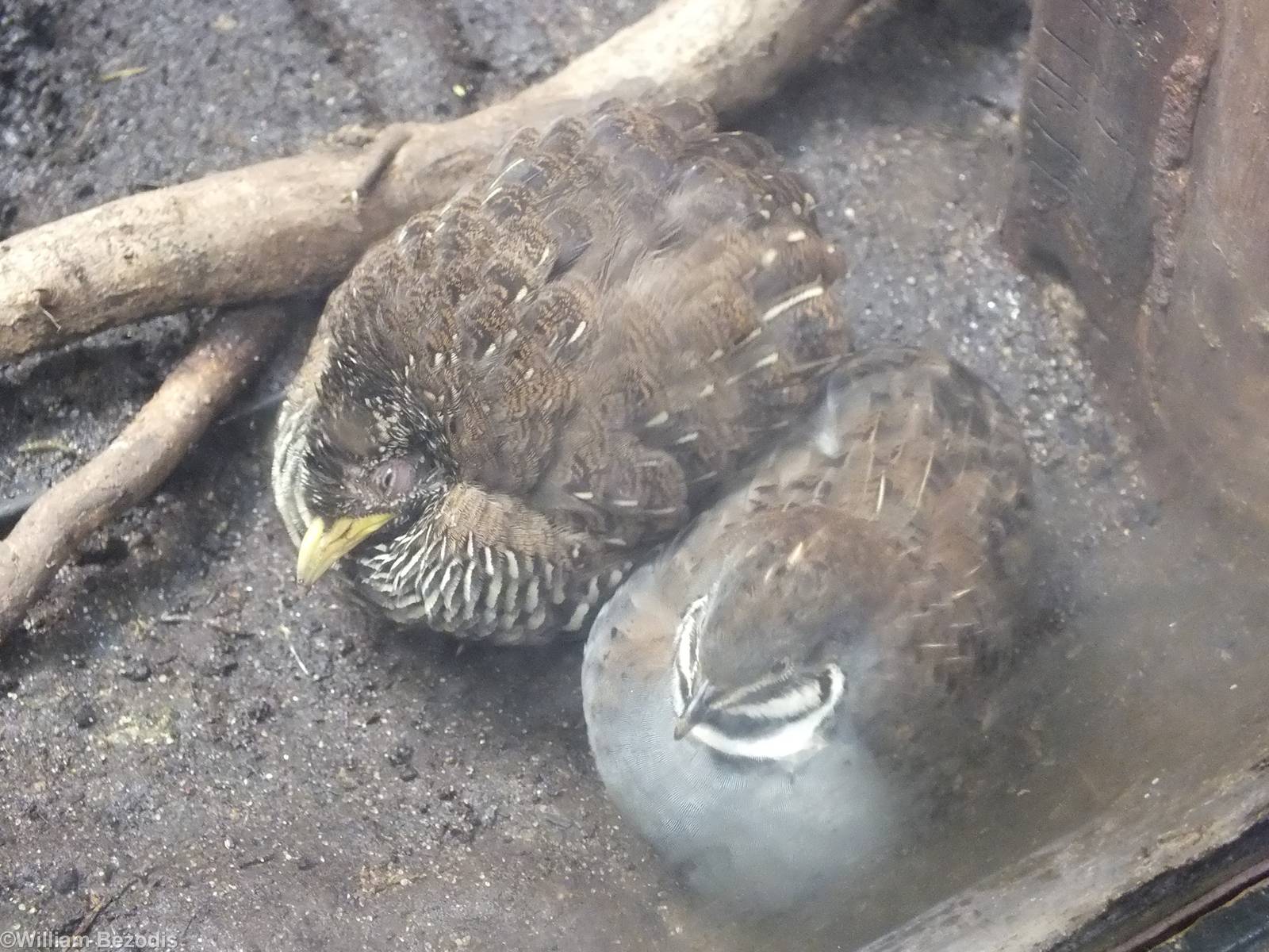 Real Quail with Buttonquail