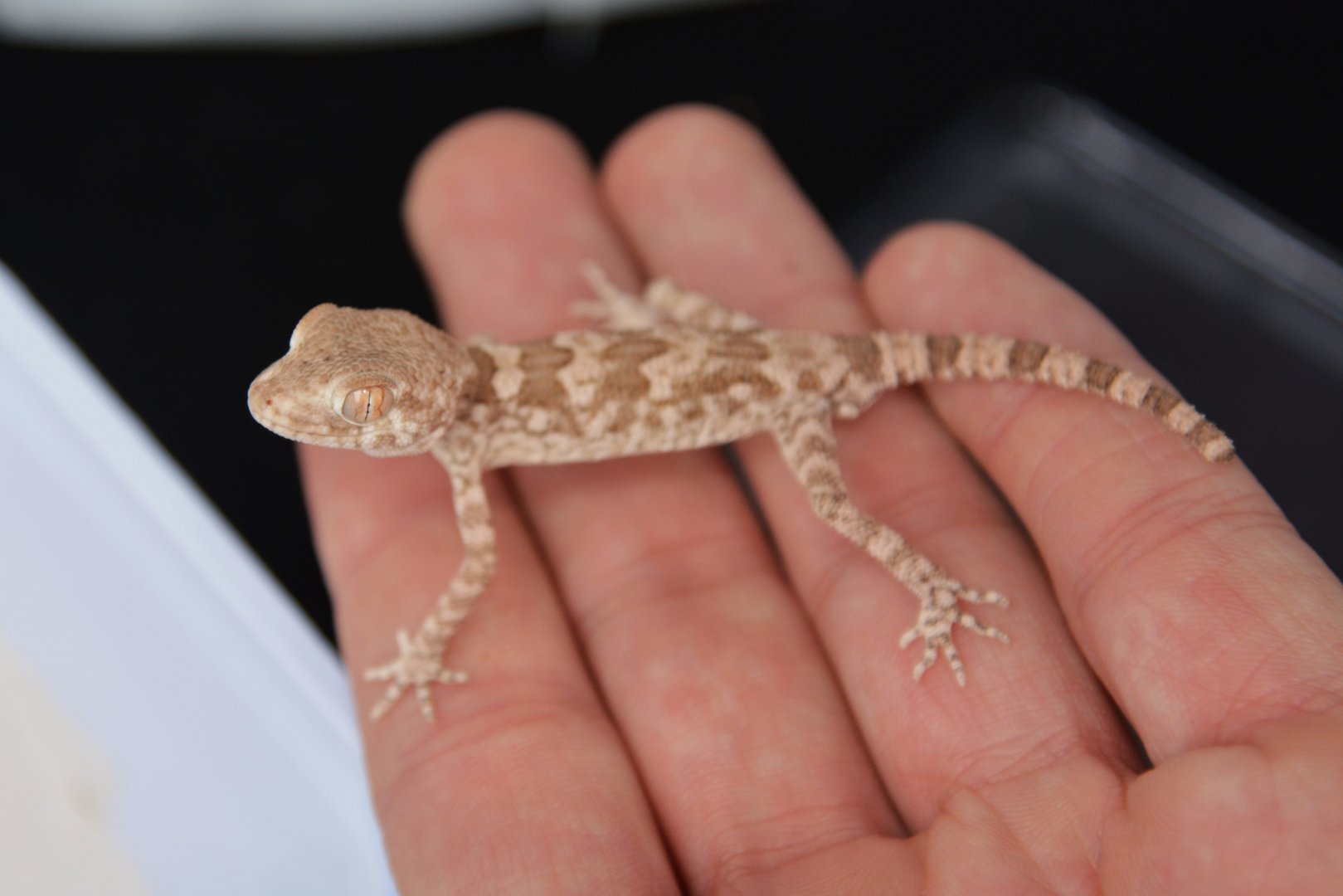 Real spacious rock gecko (Trachydactylus spatalurus)