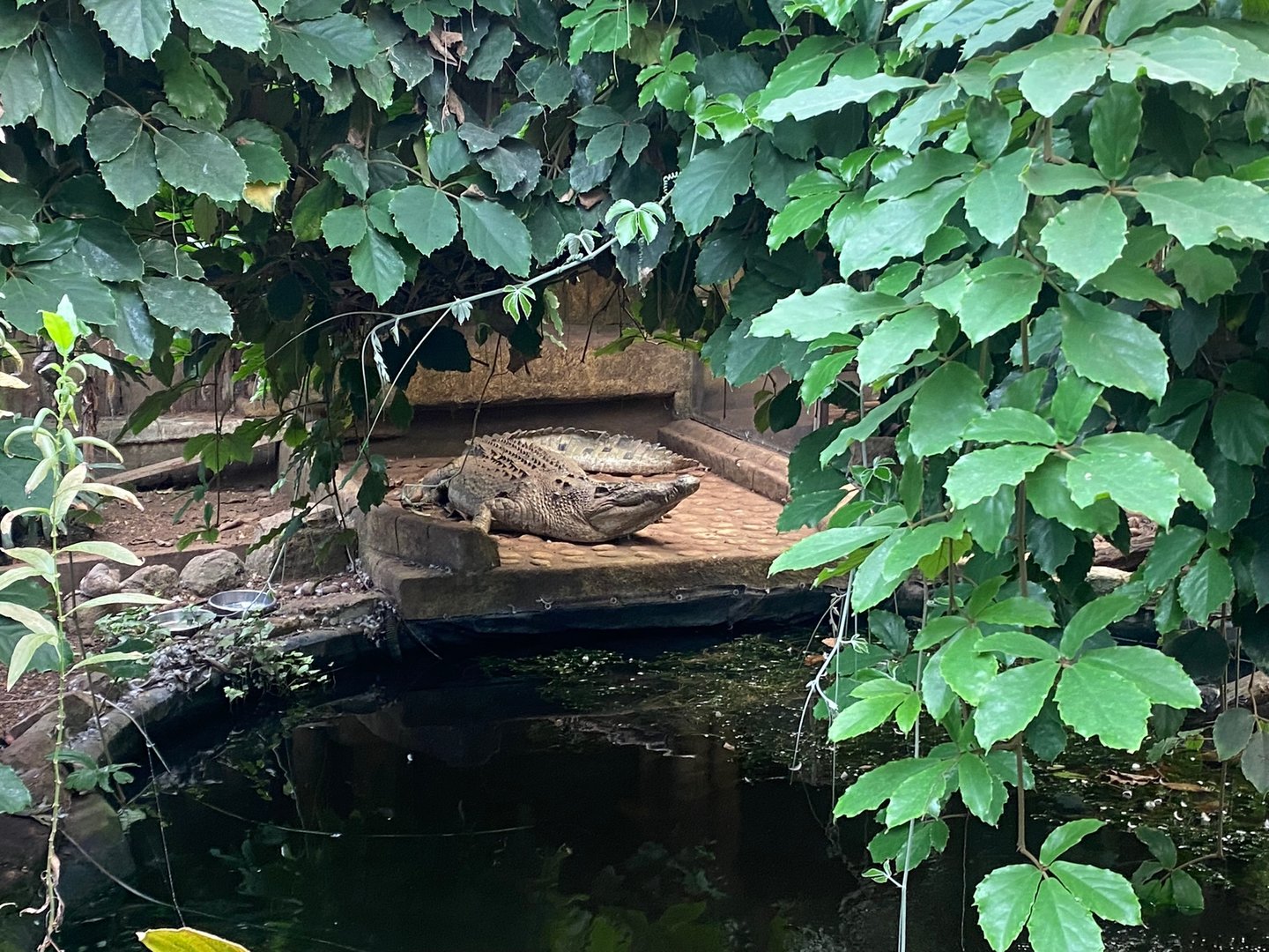 Realistic looking fake crocodilian 140923